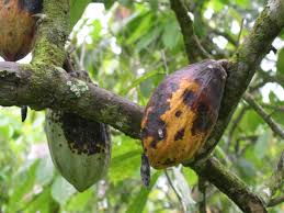 black pod malattia sul cacao