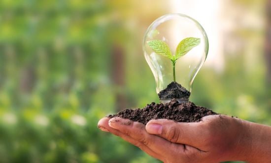 Lampadina con pianta verde simbolo di energia sostenibile.
