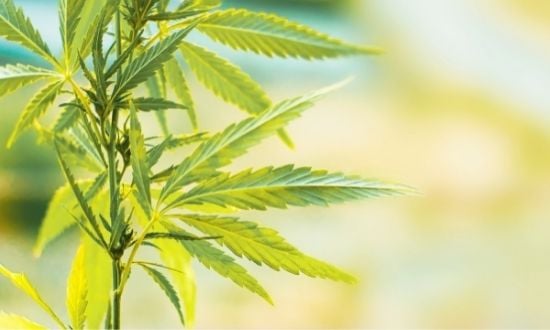 Pianta di cannabis verde in crescita al sole.