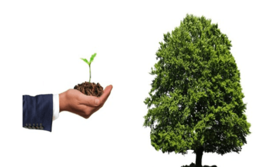 Crescita albero: da piantina a grande albero verde.