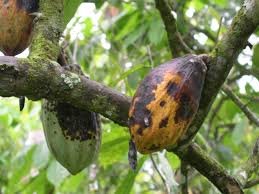 Baccello di cacao colpito dalla black pod disease