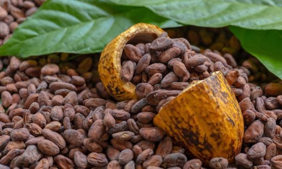 chicchi ci cacao foto