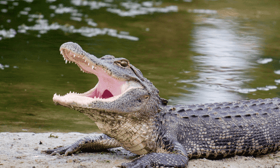 Indicatore alligator nel trading