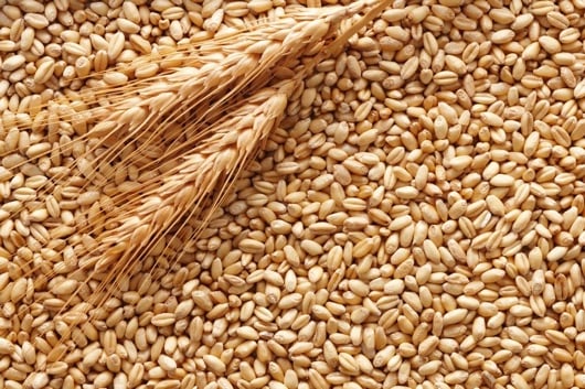 Grano dorato e spighe di grano maturo.